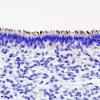 1C Ependyma, normal, neonate anti-acetylated tubulin 2A