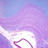1B1-Hippocampus-normal-Case-1-LFB-PAS-2X.jpg