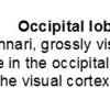 0A Occipital lobe - Stria Gennari