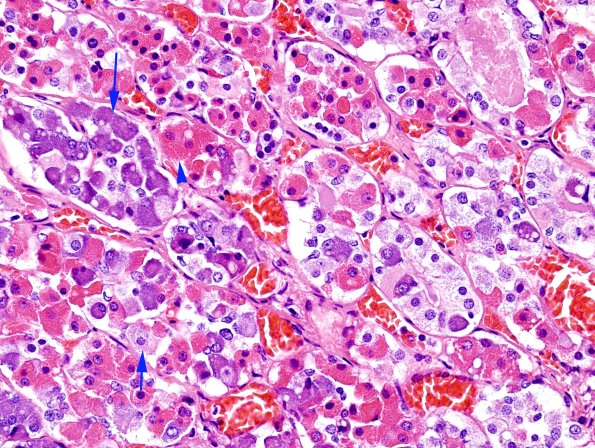 2A1 Pituitary, normal H&E copy