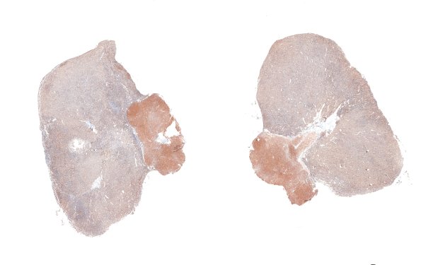 5B1 Pituitary gland normal SYN whole mount