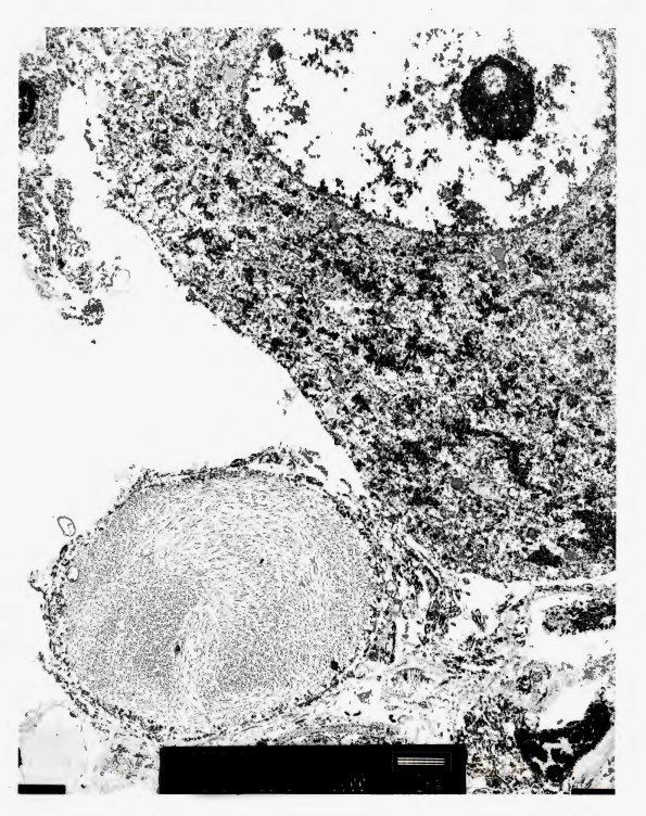 4A6 Pics_Page_2 - Copy