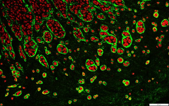 23F4 EMA(g)P0(r)10X_01JS A - Copy