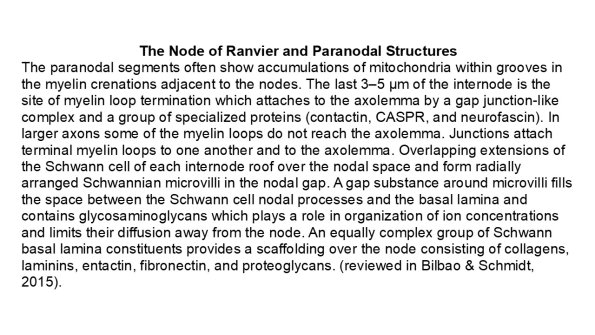 0A Node of Ranvier - Text