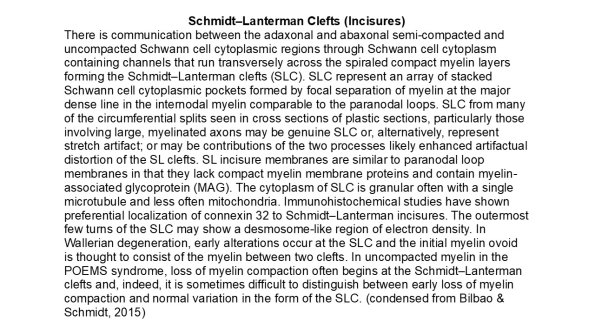 0A Schmidt-Lanterman Clefts - Text