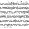 0A Macrophages in Axonal Degeneration - Text