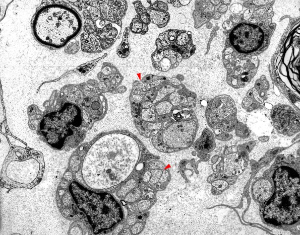 1A4 EM 38 brighter copy