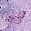 36E7 AVM (Case 36) A9 VVG 10X 3