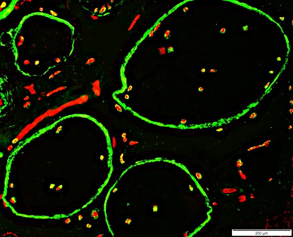 0A3 hiemc5gulexr2 - Copy