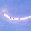 15F2 Mini-watershed (Case 15) A13 LFB-PAS 2X